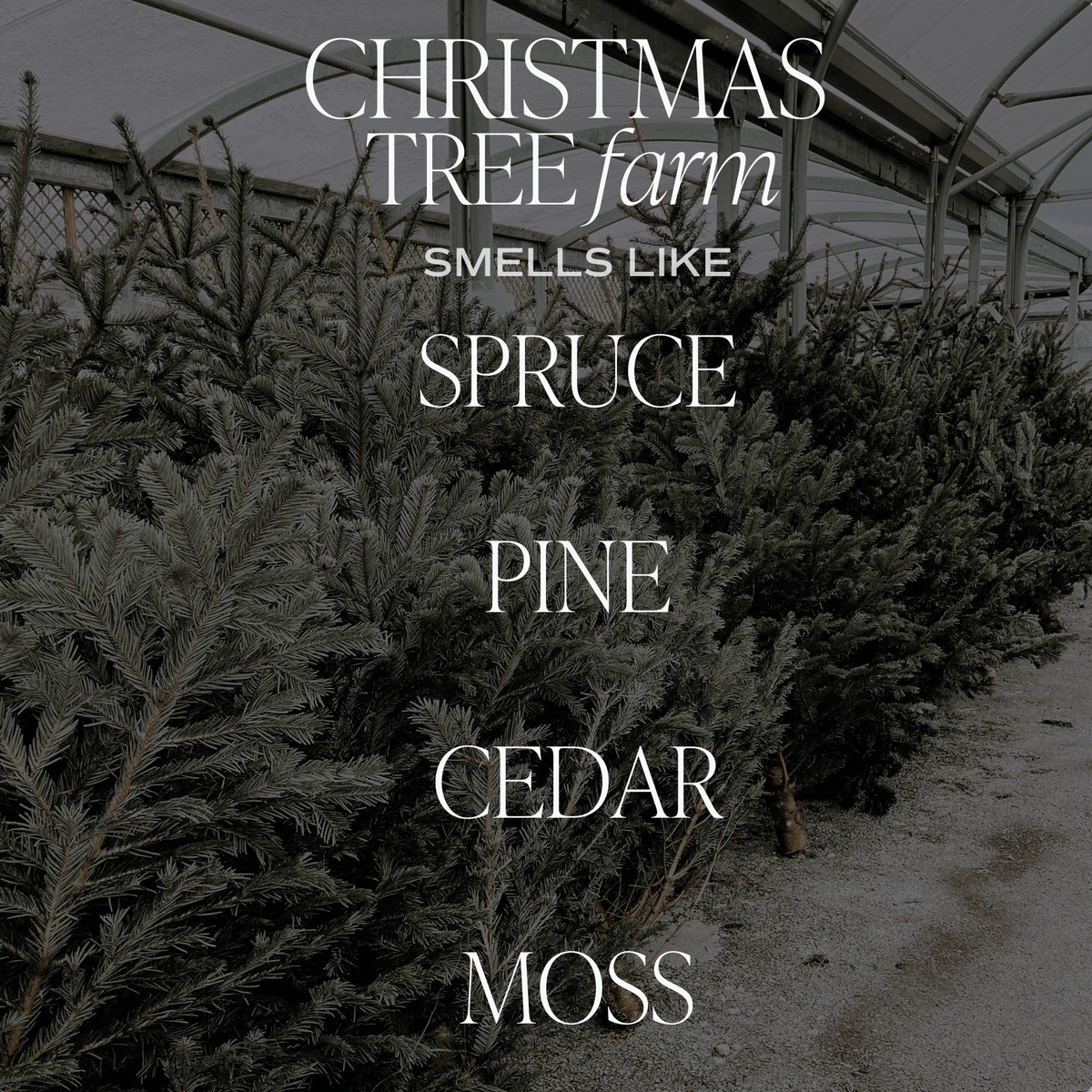 Sweet Water Decor Christmas Tree Farm Soy Candle Scent Description